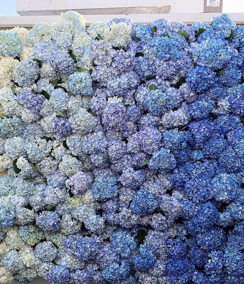Blue ombré Flowerwall
