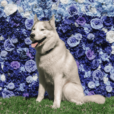 Blue ombré  Flowerwall  image 5